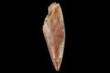 Serrated, Fossil Phytosaur (Machaeroprosopus) Tooth - New Mexico #133283-1